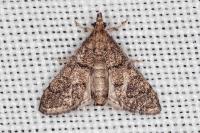 Metasia cuencalis bourgognei