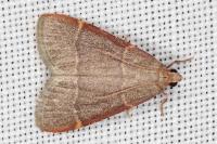 Hypsopygia glaucinalis