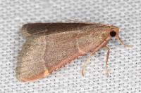 Hypsopygia glaucinalis