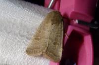Hoplodrina ambigua/blanda