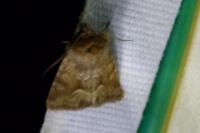 Oligia fasciuncula