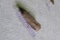 Platytes cerussella