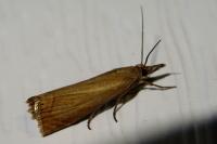 Chrysoteuchia culmella