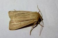 Mythimna impura