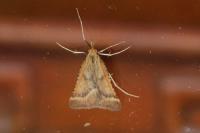 Synaphe punctalis
