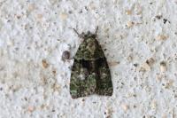 Cryphia algae