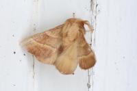 Malacosoma neustria