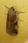 Acrobasis suavella