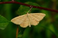 Idaea ochrata