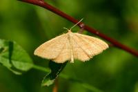 Idaea ochrata