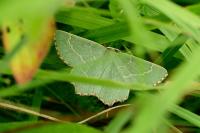 Thalera fimbrialis