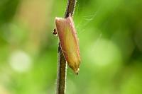 Oncocera semirubella