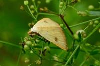 Rivula sericealis