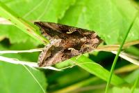Autographa gamma