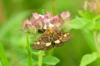 Pyrausta aurata