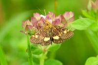 Pyrausta aurata
