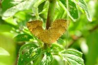 Camptogramma bilineata