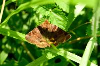 Euclidia glyphica