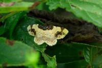 Ligdia adustata