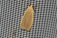 Katha depressa