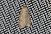 Pachycnemia hippocastanaria hippocastanaria