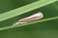 Catoptria margaritella