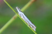 Crambus pascuella