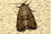 Photedes minima