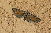 Eupithecia icterata