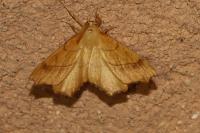 Ennomos quercinaria