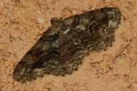 Peribatodes secundaria secundaria