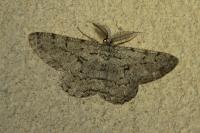 Hypomecis roboraria
