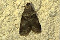 Acrobasis consociella