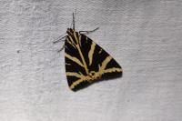 Euplagia quadripunctaria