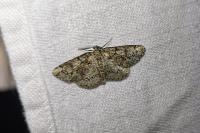 Cleorodes lichenaria