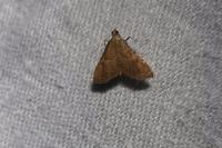Endotricha flammealis