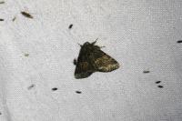Gluphisia crenata