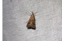 Synaphe punctalis