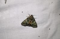 Polyphaenis sericata