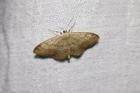 Idaea aversata