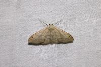 Idaea aversata
