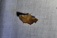 Ennomos fuscantaria