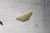 Idaea fuscovenosa