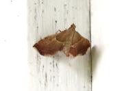 Endotricha flammealis