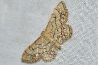 Idaea moniliata