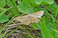 Idaea ochrata