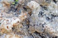 Epipsilia latens