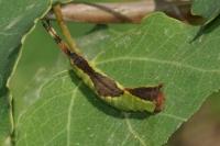 Furcula furcula