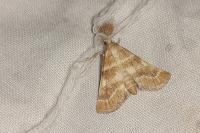Metasia suppandalis