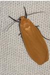Wittia sororcula
